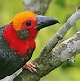 Burung Langka Di Hutan Kalimantan