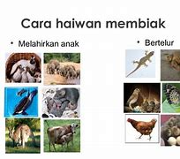 Hewan Apa Saja Yang Melahirkan